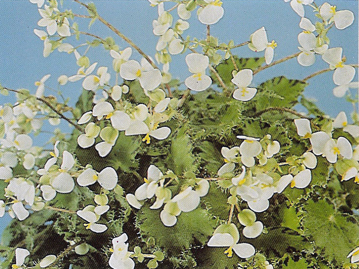 B. ‘Libby Lee’